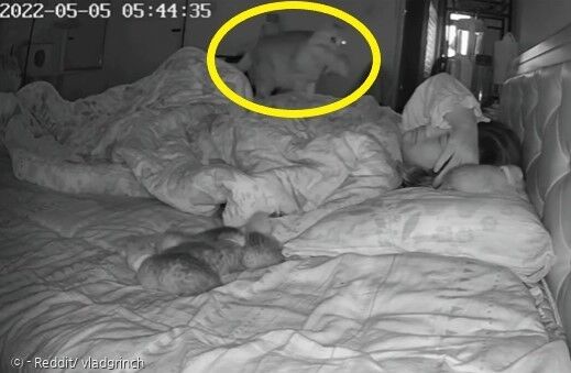 어미 고양이(노란 원)가 2번째 아기고양이를 잠든 집사에게 데려가고 있다. [출처: Reddit/ vladgrinch]