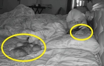어미 고양이가 집사의 베개와 침대 옆자리에 아기고양이들(노란 원)을 데려다놨다.