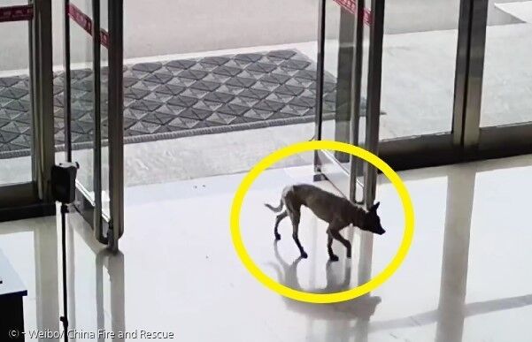 앙상하게 마른 개 한 마리(노란 원)가 중국 산시성 진중시 소방서에 들어와서 떠나지 않았다. [출처: 중국 소방구조국 웨이보]