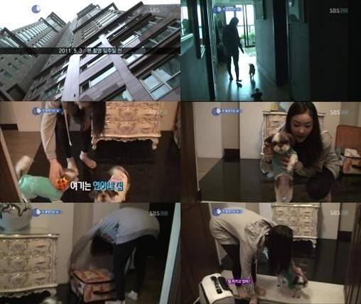 2011년 5월 SBS '김연아의 키스 앤 크라이' 방송 당시 공개됐던 김연아의 집과 시츄 강아지들. 