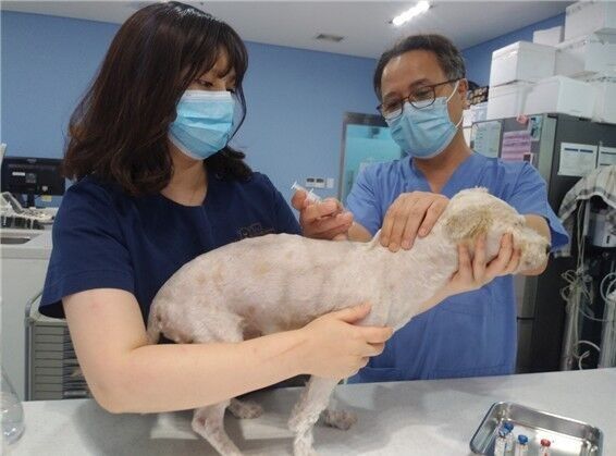 광견병 예방접종 모습. 사진 서울시