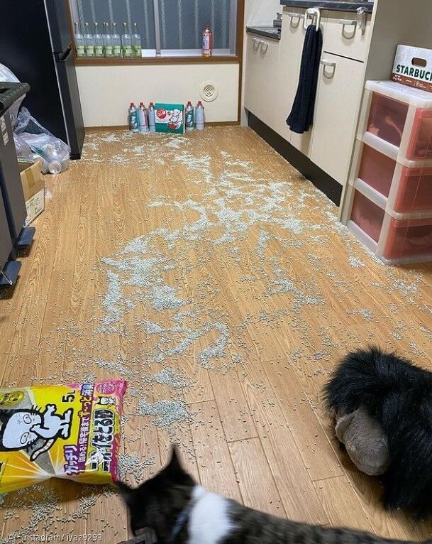 사고뭉치 고양이가 화장실 모래 봉지를 뜯어서, 주방을 모래천지로 만들었다. [출처: Instagram/ iyaz9293]