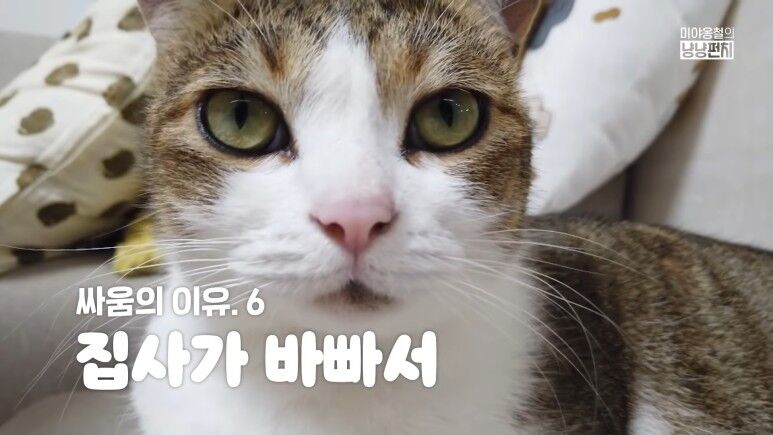 너네 대체 왜그래? 고양이가 싸우는 이유 6가지! 너네 대체 왜그래? 고양이가 싸우는 이유 6가지!