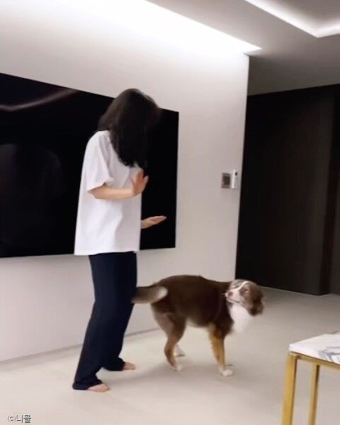 준멜리 이미지
