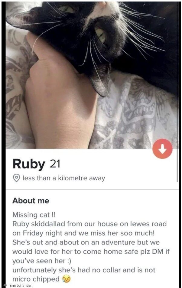 고양이 루비의 프로필은 데이트를 원하는 싱글로 분류됐다.