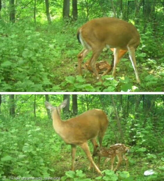 새끼 사슴은 숲에서 엄마 사슴을 찾았다. 모자 상봉이 소유부지에 설치한 카메라에 포착됐다.