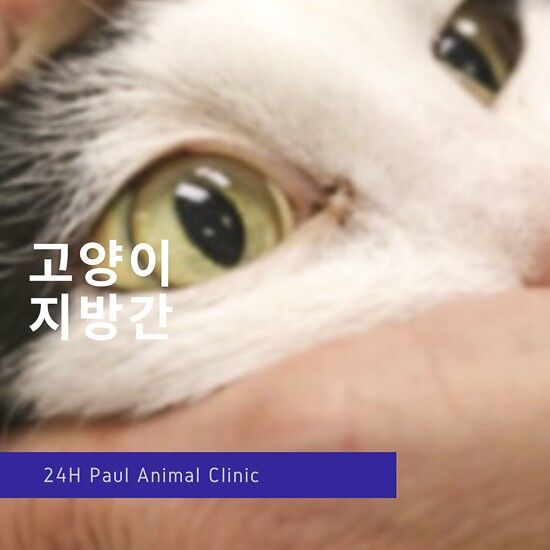 사진=폴동물병원 공식 블로그 화면 갈무리(이하)