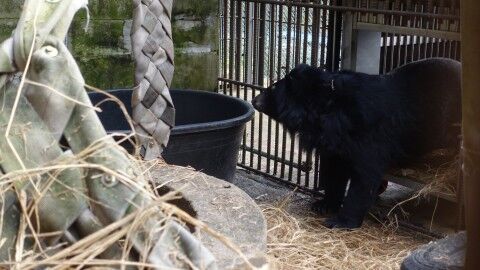 곰 보금자리 프로젝트와 동물권행동 카라의 보호시설에 첫 발을 딛는 사육곰 주영이