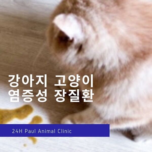 사진=폴동물병원 공식 블로그 화면 갈무리(이하)