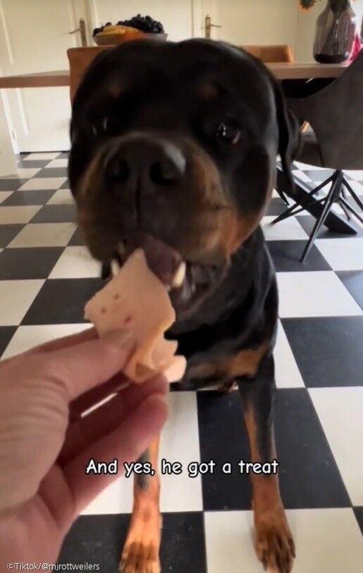 ⓒTiktok/@mjrottweilers