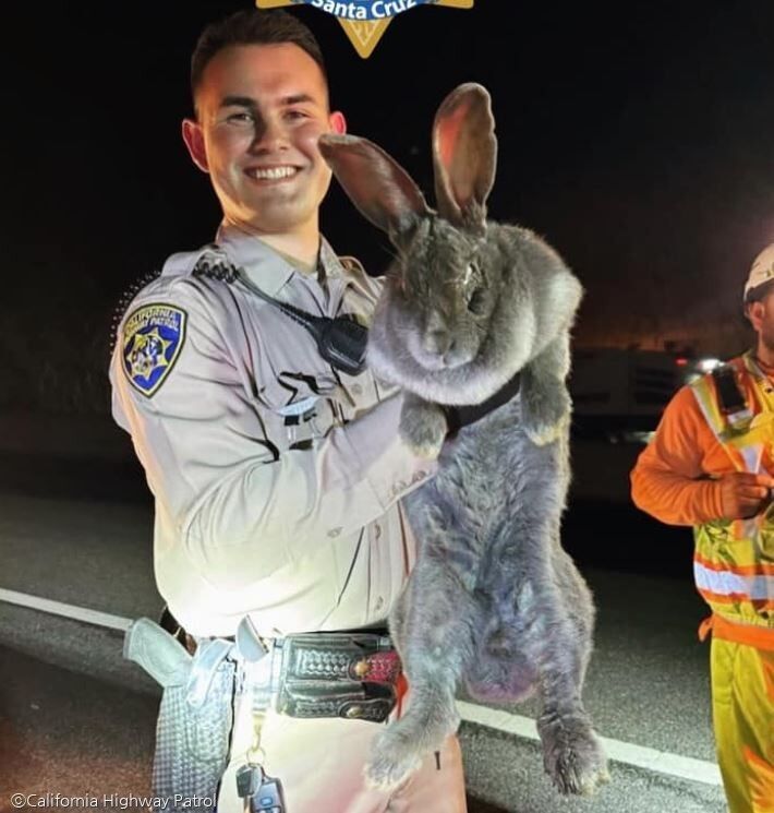 토끼 야근하던 사람들이 발견한 '토끼' 크기가 비현실적'자이언트 사이즈'