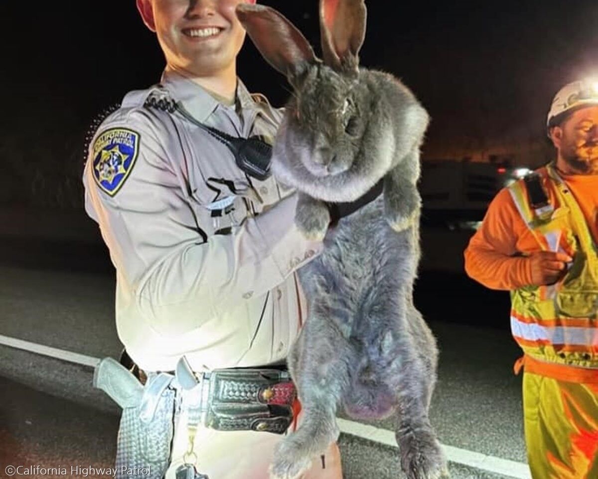 야근하던 사람들이 발견한 '토끼' 크기가 비현실적'자이언트 사이즈'