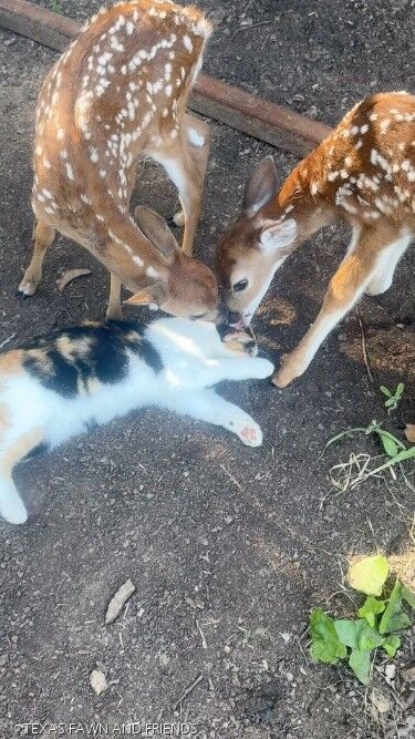 ⓒTEXAS FAWN AND FRIENDS