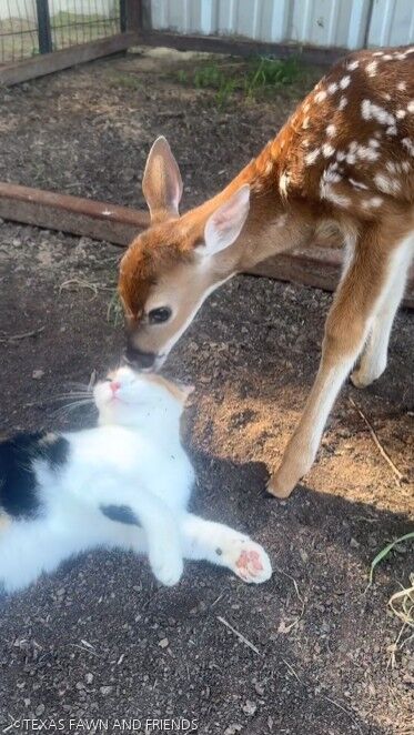 ⓒTEXAS FAWN AND FRIENDS