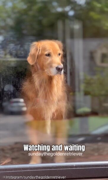 ⓒInstagram/sundaythegoldenretriever