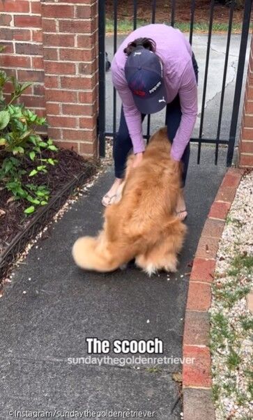 ⓒInstagram/sundaythegoldenretriever