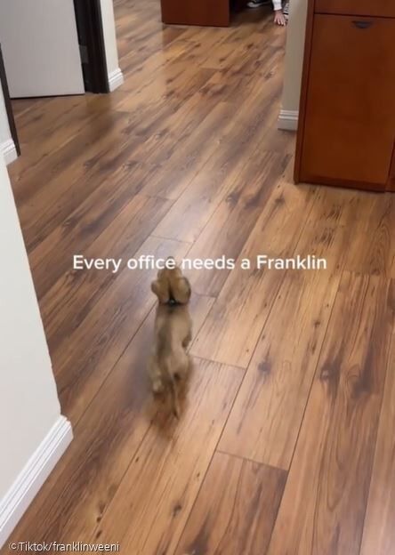 ⓒTiktok/franklinweeni