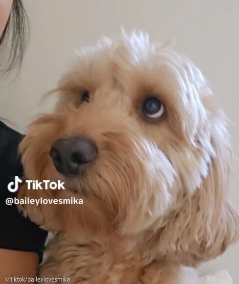 기운 없이 축 처진 강아지 아픈 줄 알고 병원에 갔더니..'관심병' 사진출처 ⓒtiktok/baileylovesmika