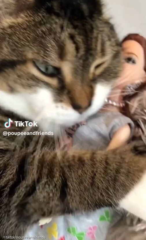 항상 바비 인형 꼭 끌어안고 다니는 고양이..'인형이 좋다냥' 사진ⓒtiktok/poupeeandfriends