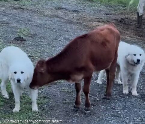 어릴 때 구조된 소 곁에 있어준 강아지들..이젠 평생 친구 사진ⓒinstagram/happycompromisefarm