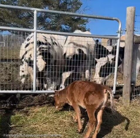 어릴 때 구조된 소 곁에 있어준 강아지들..이젠 평생 친구 사진ⓒinstagram/happycompromisefarm