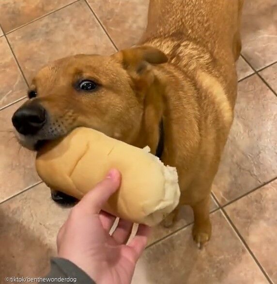 강아지가 먹지도 않는 빵을 물고 다니는 이유..'내 소중한 친구야' 사진ⓒtiktok/benthewonderdog