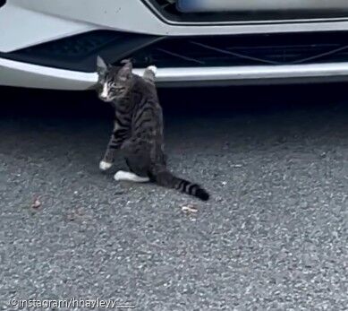 차 안에 무언가를 뜯어 먹고 있던 작은 고양이..가까이 가서 보니 '경악' 사진ⓒinstagram/hhayleyy___