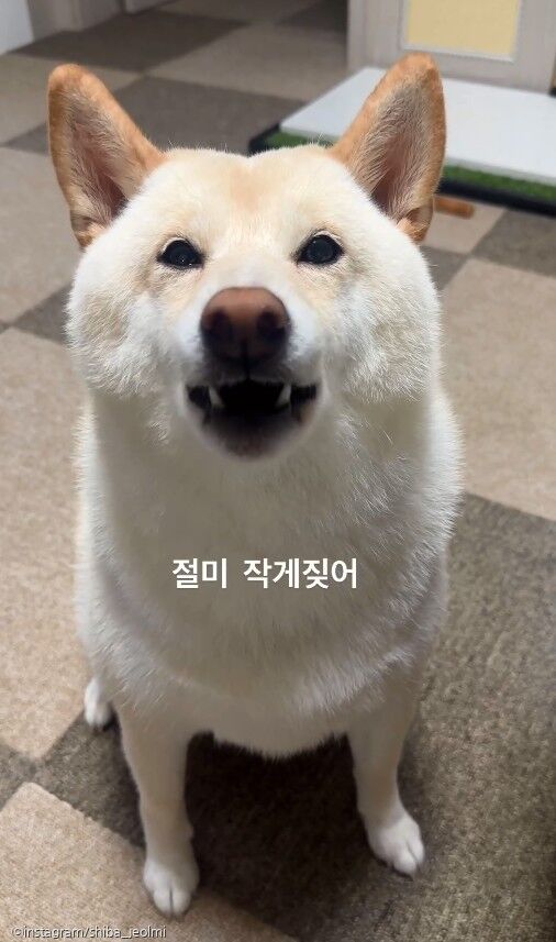 실시간 '볼륨 조절' 가능한 시바견 