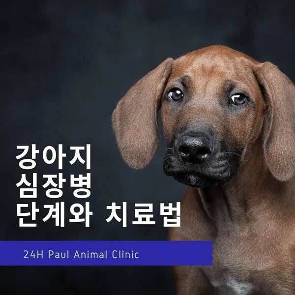 사진=폴동물병원 공식 블로그 화면 갈무리(이하)