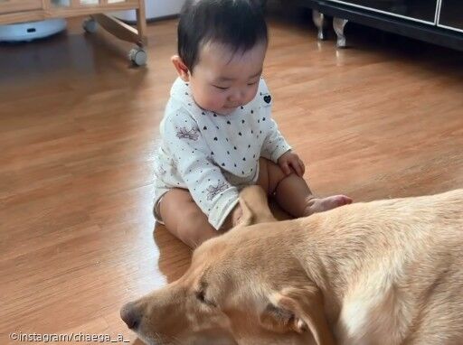 아기가 리트리버를 쓰다듬자..마음껏 만지라며 조심스레 앞에 누운 댕댕이