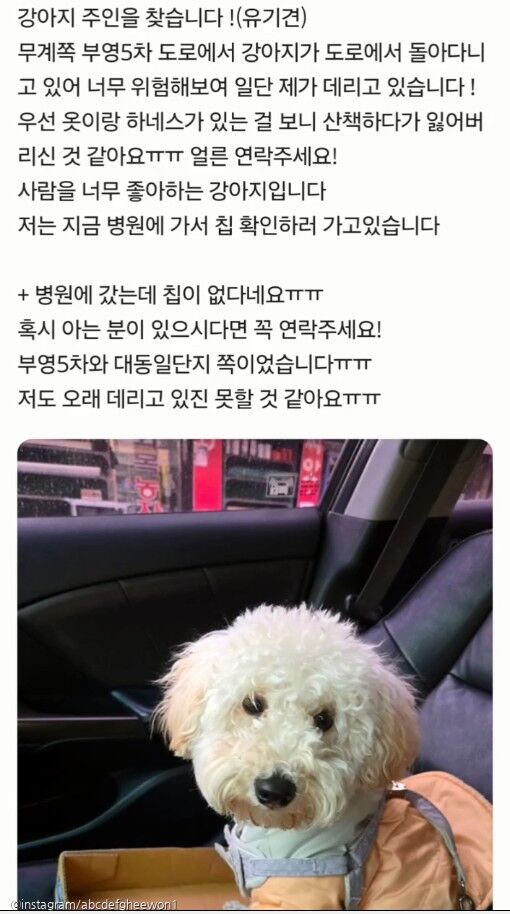 외국인이 잃어버린 강아지 보호해 주다가 중고마켓 커뮤니티로 주인 찾은 이야기