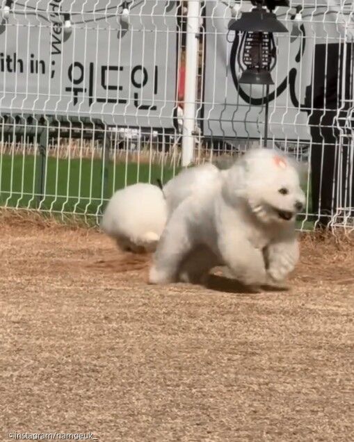 '오늘만을 기다렸다' 시원한(?) 복수 성공하고 미소를 숨기지 못한 댕댕이