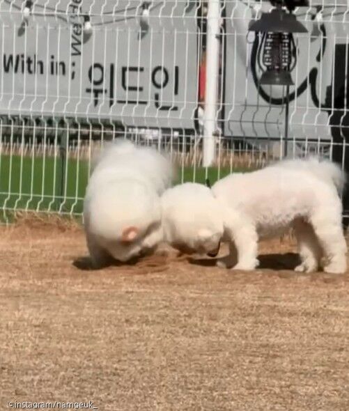 '오늘만을 기다렸다' 시원한(?) 복수 성공하고 미소를 숨기지 못한 댕댕이