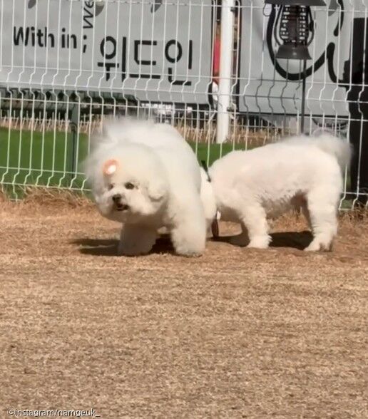 '오늘만을 기다렸다' 시원한(?) 복수 성공하고 미소를 숨기지 못한 댕댕이