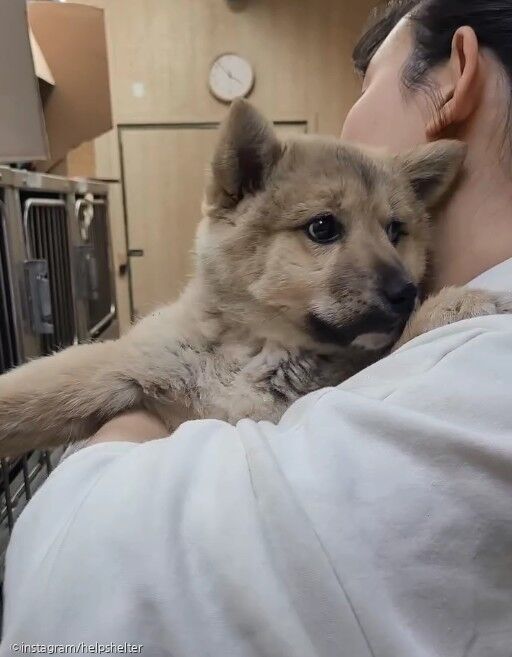 교통사고로 세상 떠난 어미견 옆에 홀로 남아 있던 강아지, 보호소에서 가족 찾아요