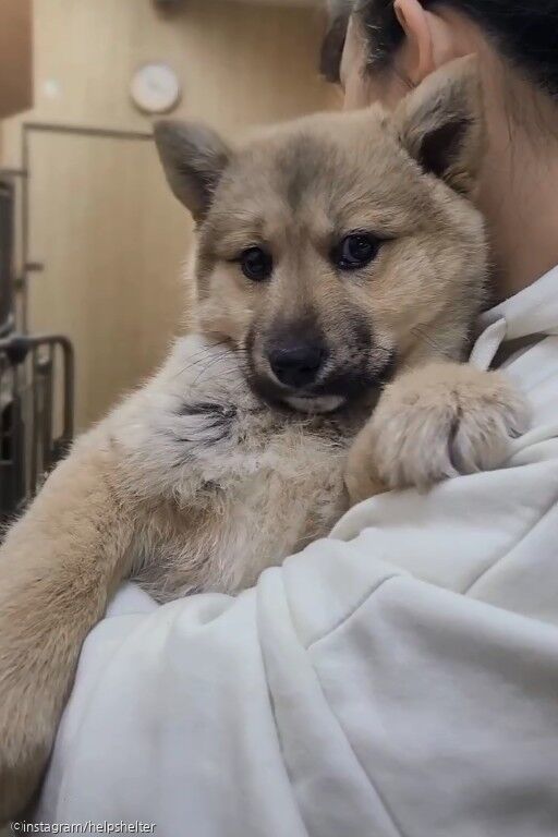 교통사고로 세상 떠난 어미견 옆에 홀로 남아 있던 강아지, 보호소에서 가족 찾아요