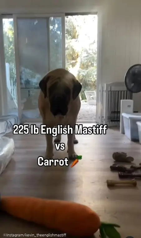 ⓒInstagram/kevin_theenglishmastiff