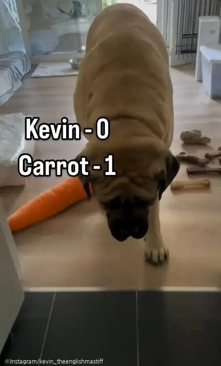 ⓒInstagram/kevin_theenglishmastiff