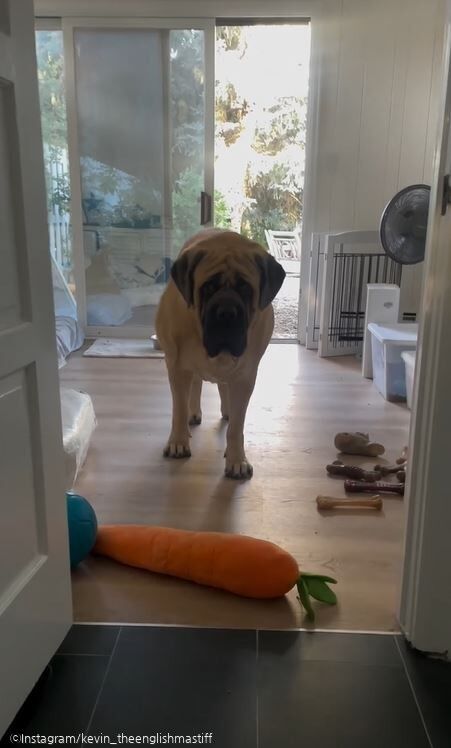 ⓒInstagram/kevin_theenglishmastiff