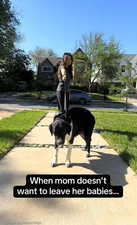 ⓒTiktok/@whitneysdogs
