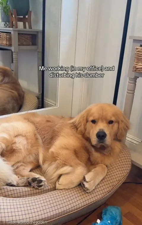 ⓒTiktok/@zebbythegolden