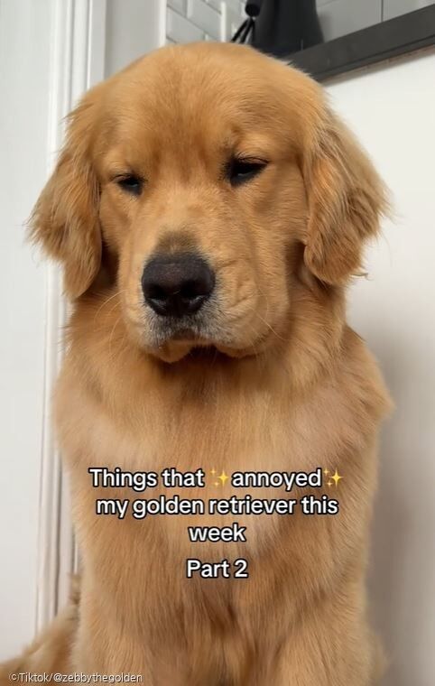 ⓒTiktok/@zebbythegolden