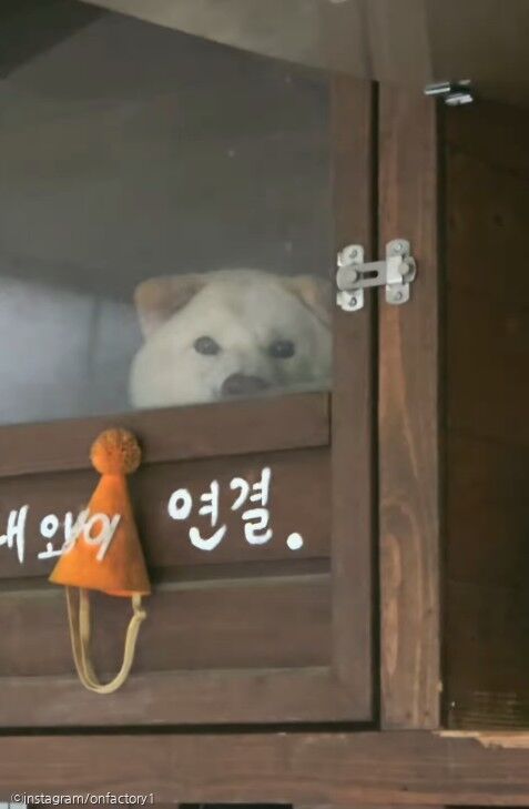 배송 갈 때마다 짖는 풍산개에게 '비장의 무기' 사용한 기사님