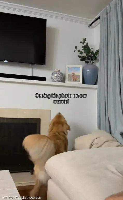 ⓒTiktok/@zebbythegolden