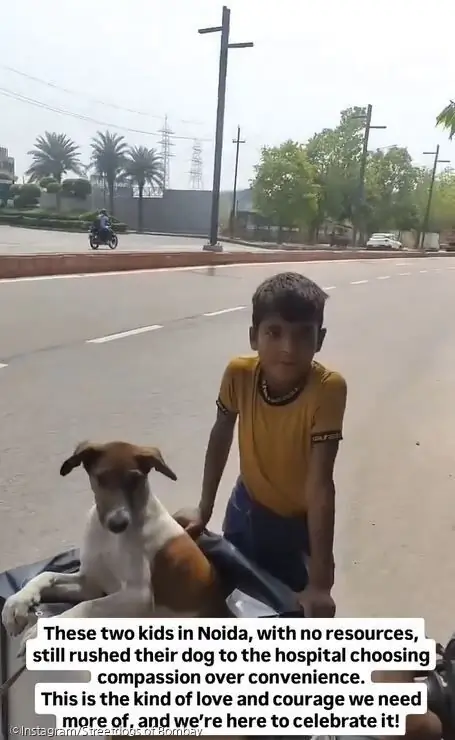ⓒInstagram/Streetdogs of Bombay