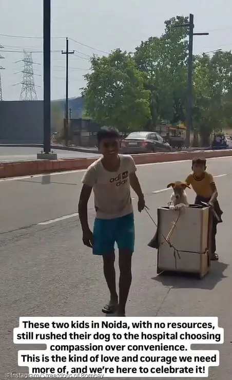 ⓒInstagram/Streetdogs of Bombay