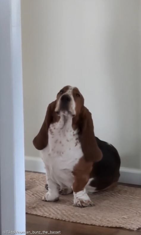 ⓒTiktok/norman_bunz_the_basset