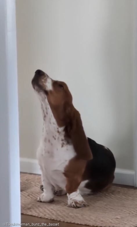 ⓒTiktok/norman_bunz_the_basset