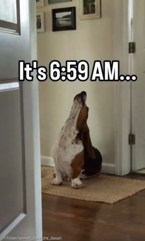 ⓒTiktok/norman_bunz_the_basset