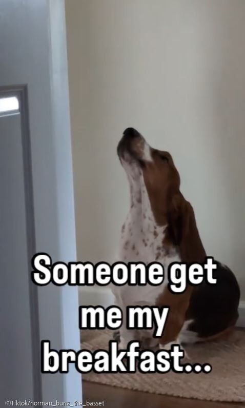 ⓒTiktok/norman_bunz_the_basset